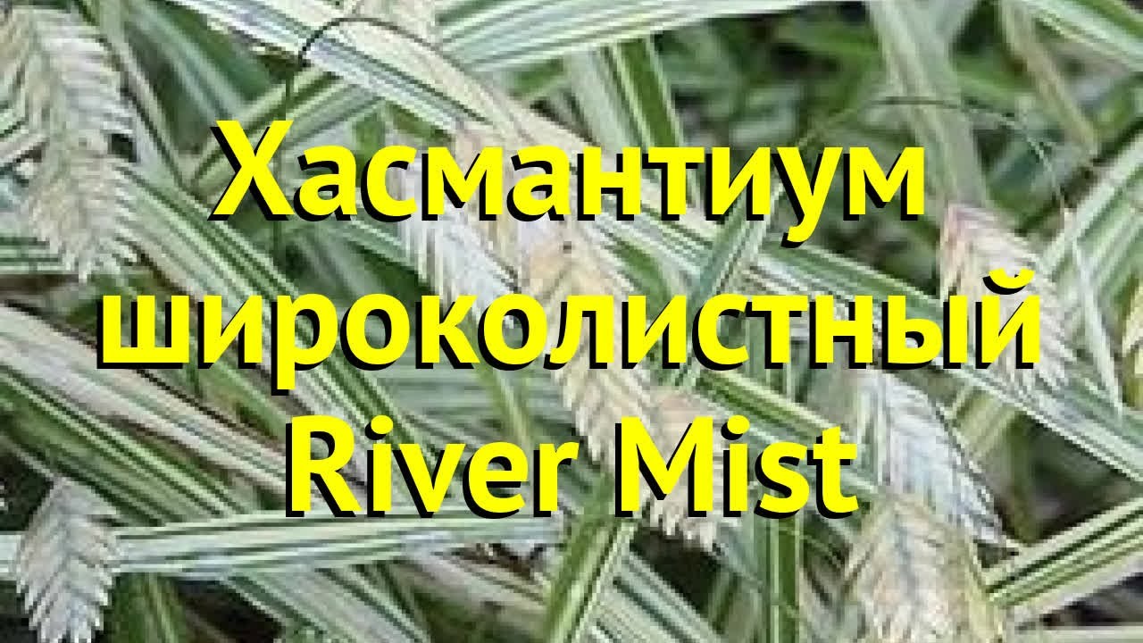 Хасмантиум широколистный Ривер Мист. Краткий обзор, описание chasmanthium latifolium River Mist
