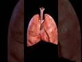 Healthy Human Lungs 🫁 #Lungs #Breathing #MedicalAnimation