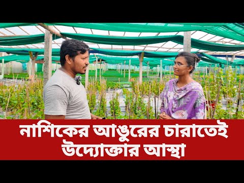 সারাদেশে ব্যাপক সাড়া ফেলেছে নাশিকের আঙুরের চারা
