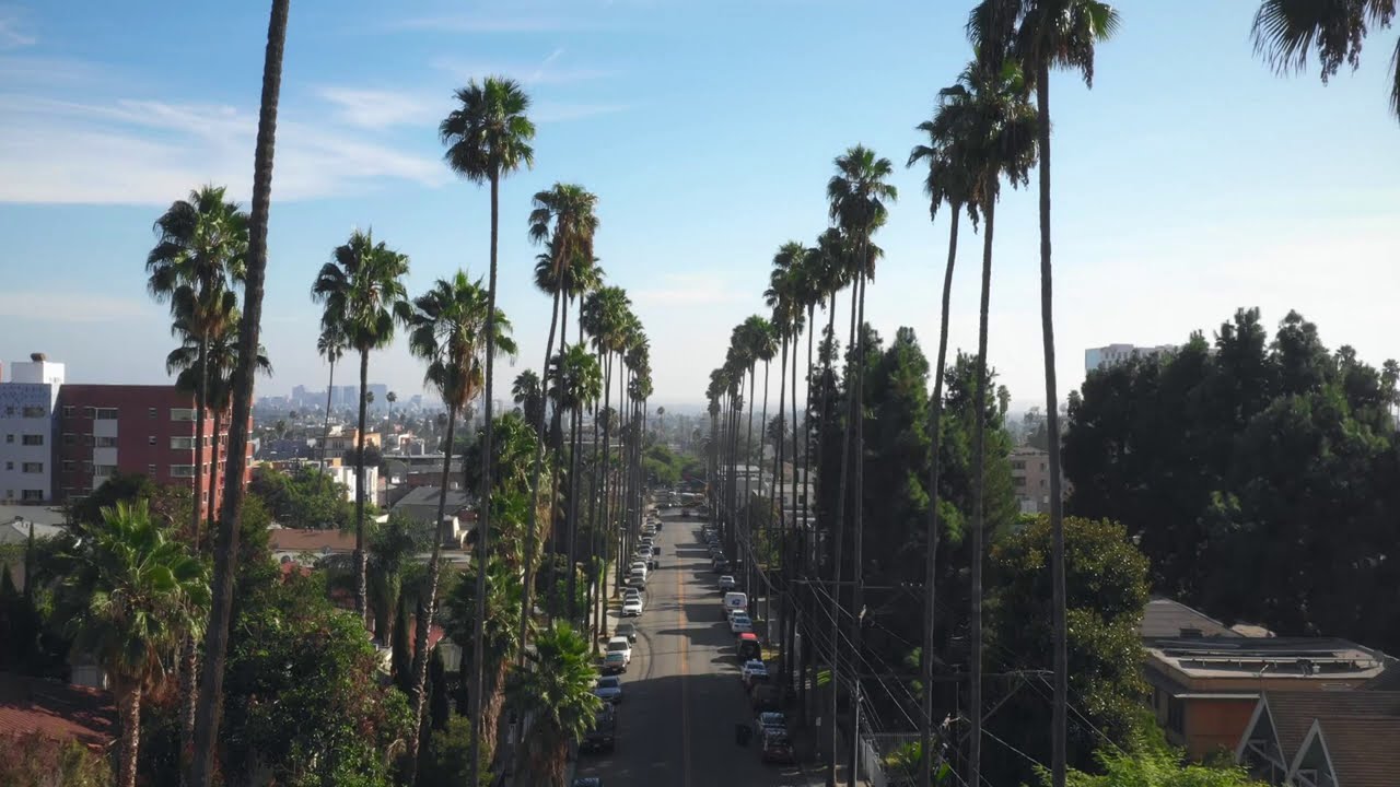 Palm Tree Lining Street In Hollywood
