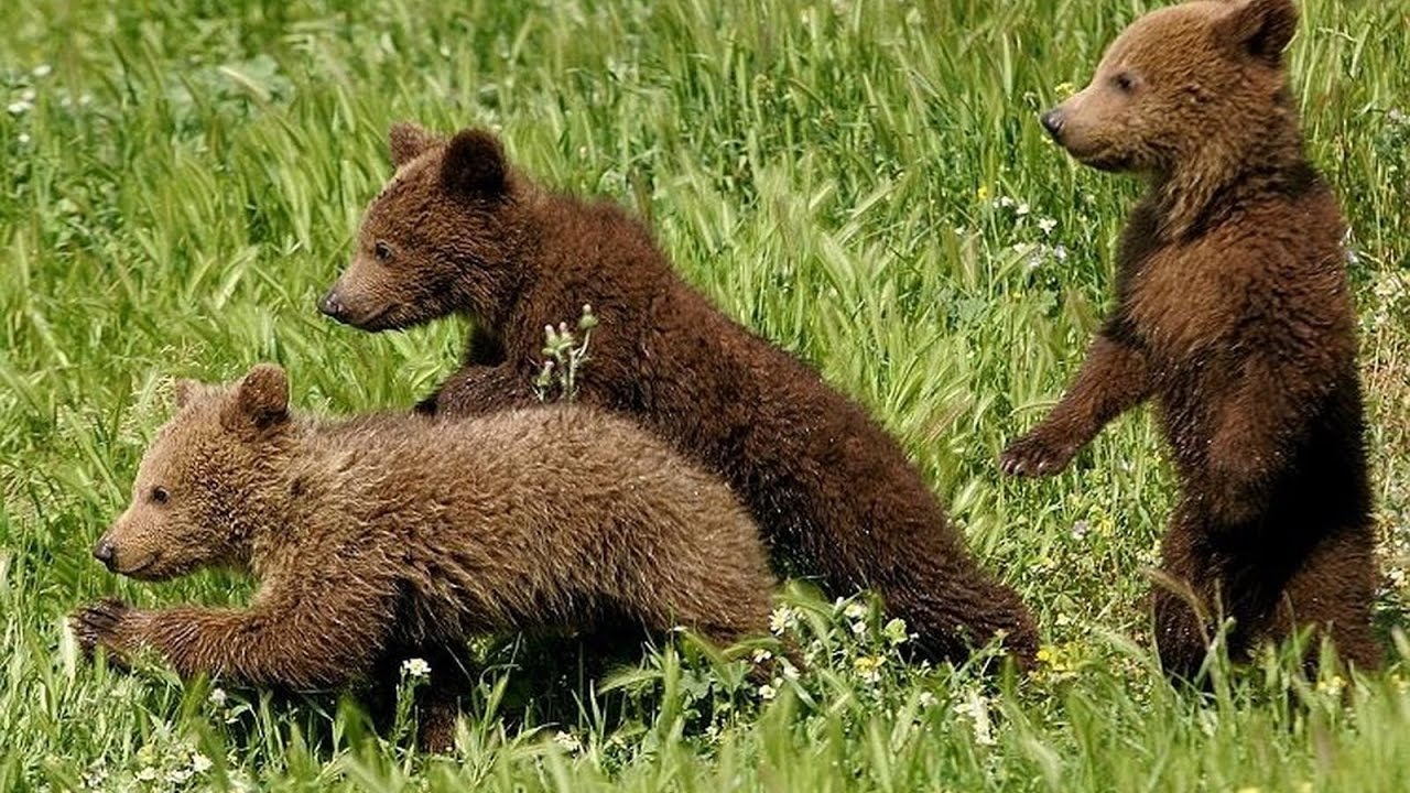 Фотографии 3 медведей