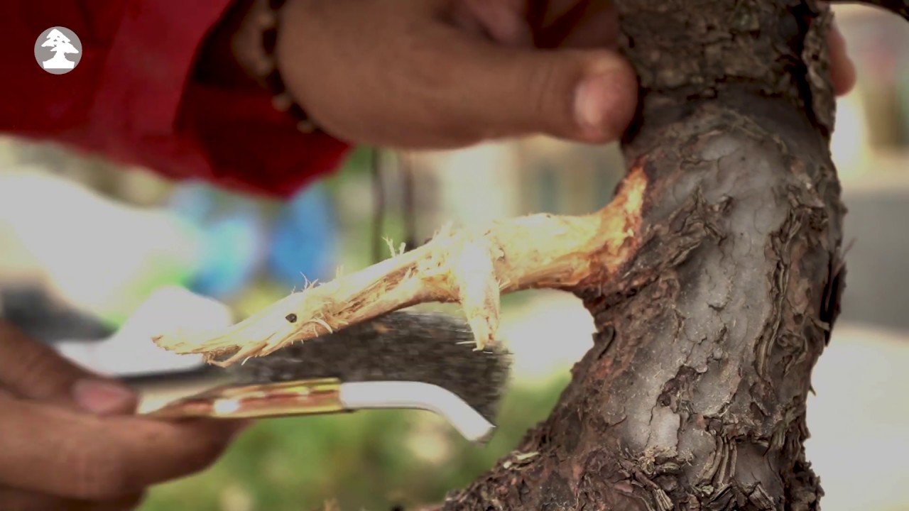 Les outils de base pour travailler le bois mort