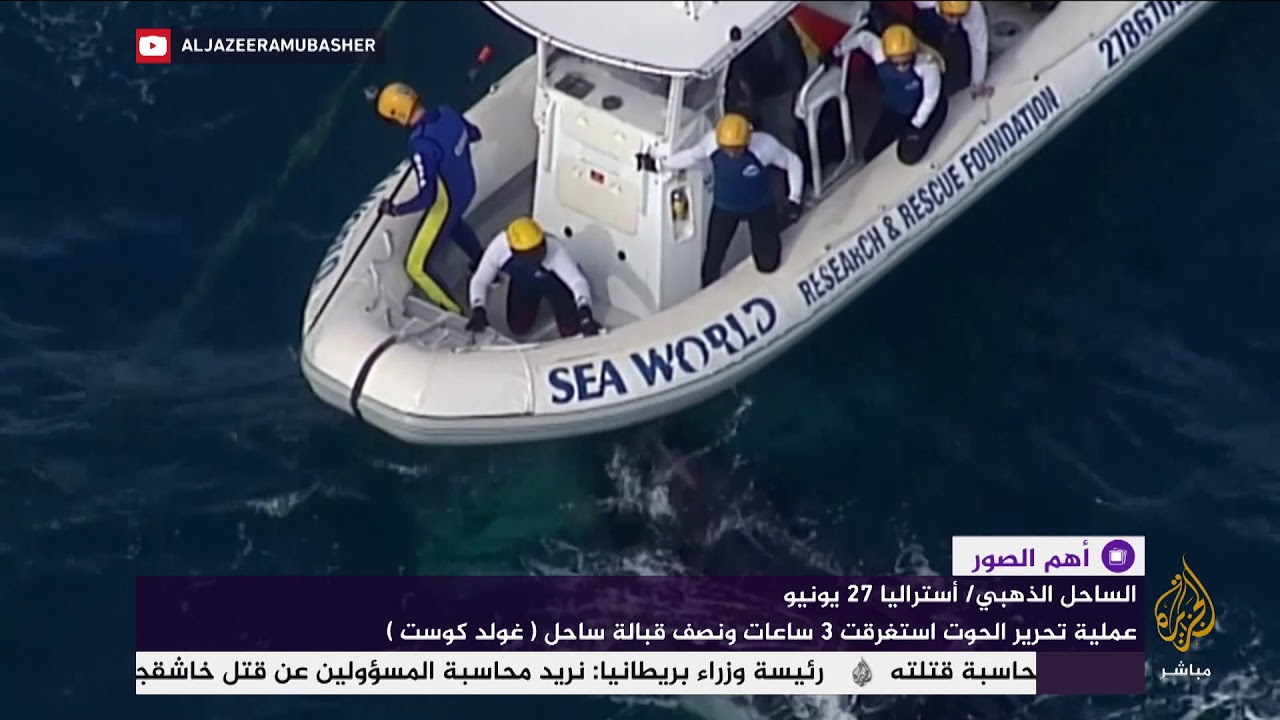 تحرير حوت علق في شبكة صيد