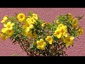 Allamanda plant not flowering l यह 4 Gardening  Secrets आपके अल्लामंडा पौधों में बहुत सारे फूल लाएगी