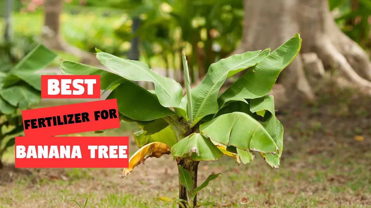 Top 5 Best Fertilizer for Banana Tree [Review 2023] YouTube