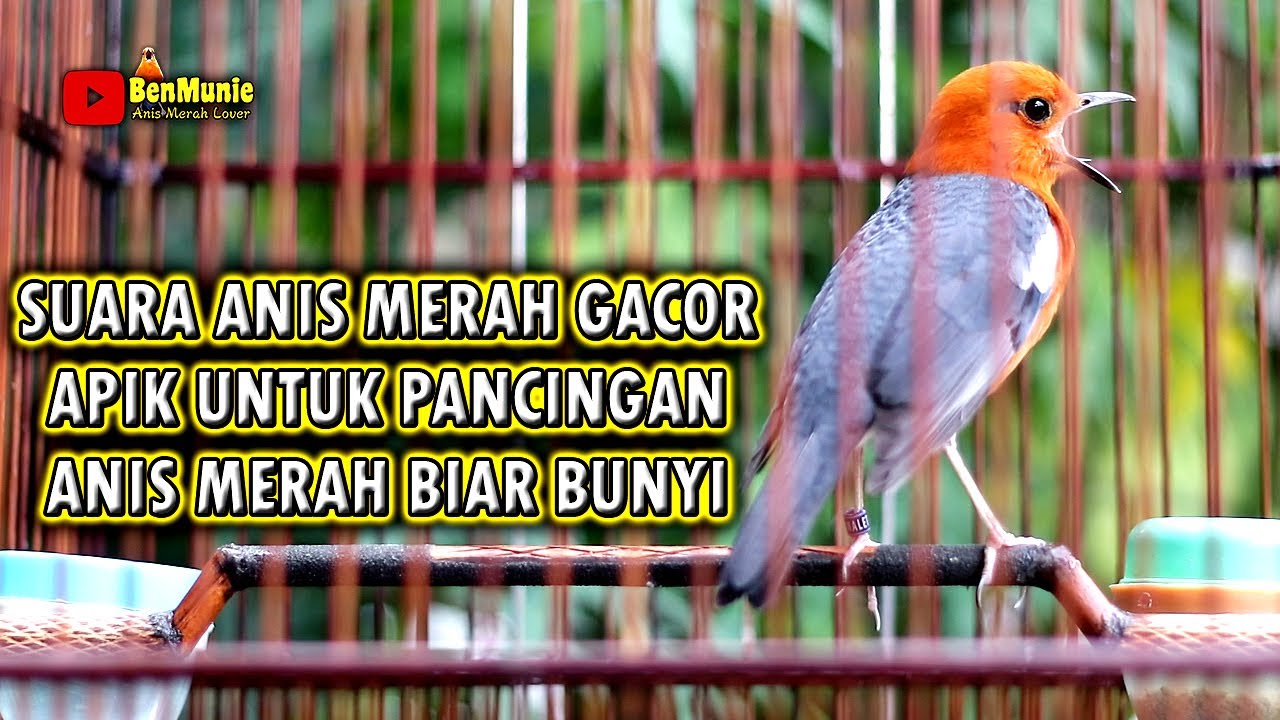 MASTERAN ANIS MERAH GACOR NGEPLONG