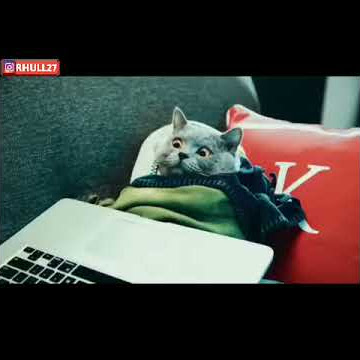 Story Whatsapp Bikin Baper ( Harusnya Aku ) Status Wa Kucing Sedih