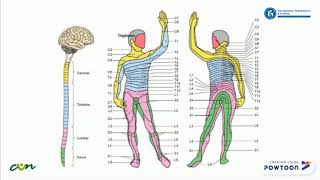 Sistema Somatosensorial