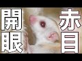 赤ちゃんの目が開きました【フクロモモンガ】