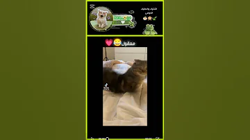 معقول اكسبلور جديدي ضحك ايقنت Duet دويتو Cat Handmade قطط ترند لايك اكسبلور 