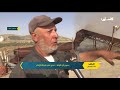 مراحل إنتاج محصول الفريكة