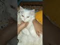Sleepy Little Cats Ready for Bed 😴🐾 | রাতে ঘুমাচ্ছে কিউট বিড়ালগুলো #sleepinn #sleepnow #cute #cat