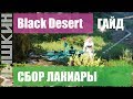 📣 Black Desert. Сбор Лакиары. Практический гайд