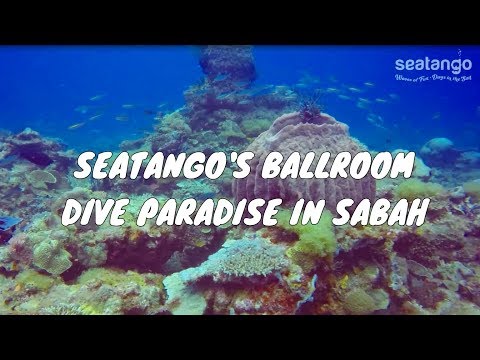 UNCHARTED DIVE PARADISE IN SABAH - SeaTango's Ballroom | Amazing Borneo