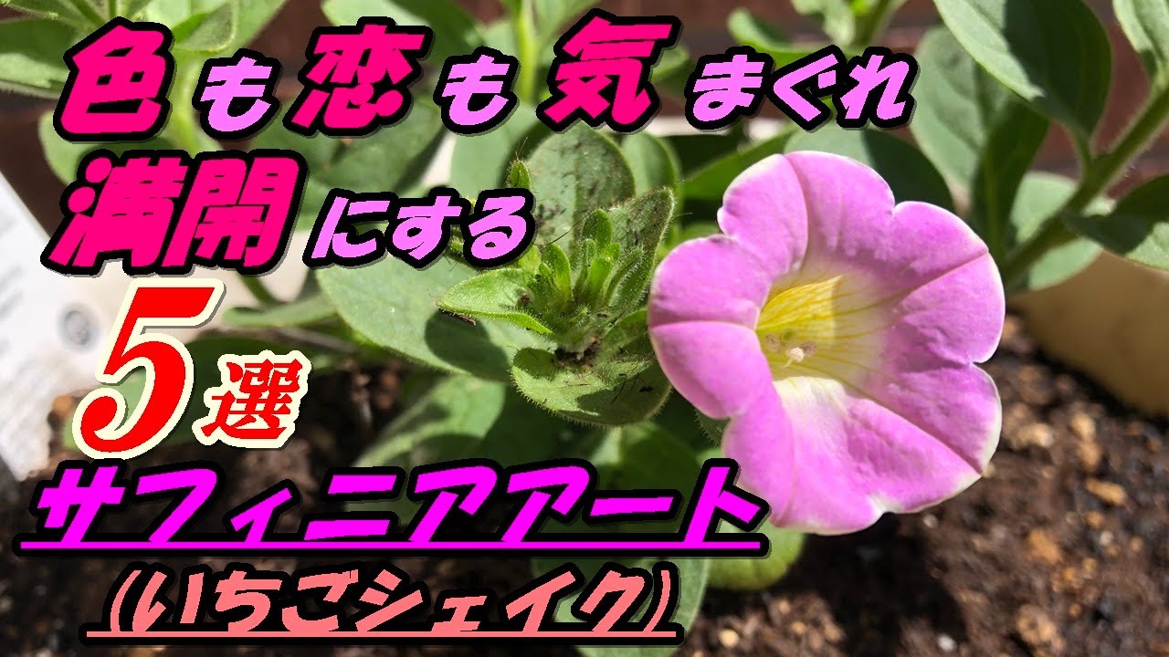 花 サフィニアアート いちごシェイク の育て方 植え付け Youtube 花 サフィニアアート いちごシェイク の育て方 植え付け Youtube