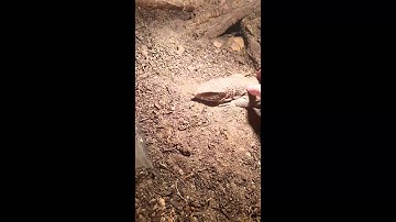 Taming down Vlad my Savannah Monitor