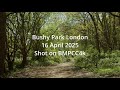 Bushy Park London April2025