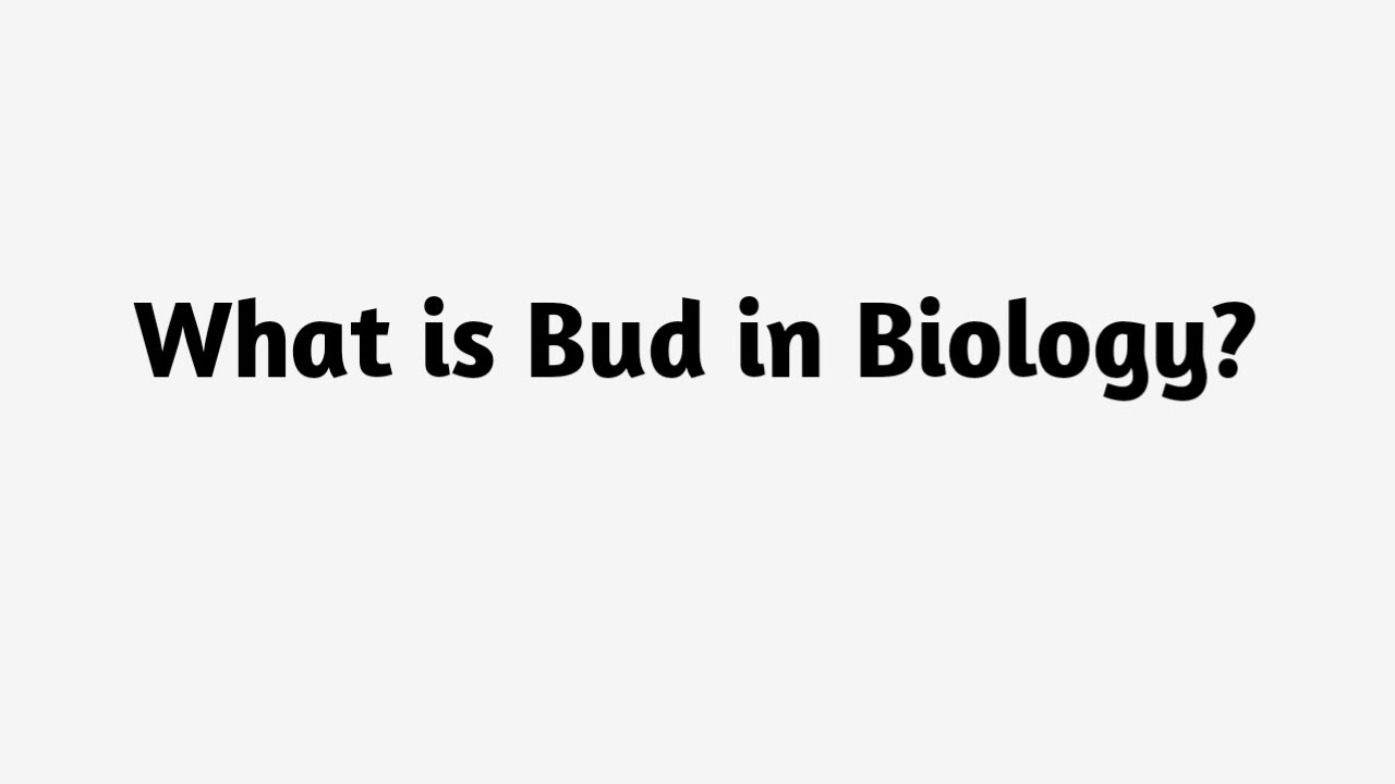 What is Bud in Biology ?