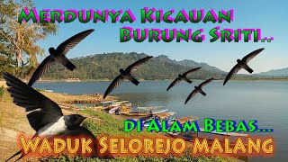 Merdunya kicauan Cuitan Burung Sriti di Alam Bebas Waduk Selorejo Malang