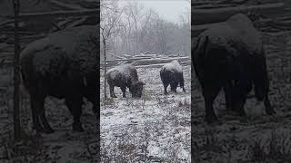 Bison Winter Coats (short)          #oldschoolalaska #bison