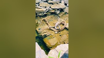 SHOCKING! Two Giant Rat Snakes Mating Inside Water Tunnel 😱 | Rare Snake Footage