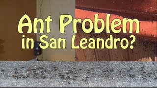 San Leandro Ant Control