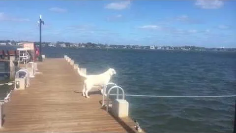 Ginger Dresbach chasing a Pelican