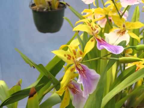 Vídeo: Exposição De Orquídeas No Jardim Botânico De São Petersburgo