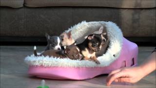 Chihuahua Puppies for Sale