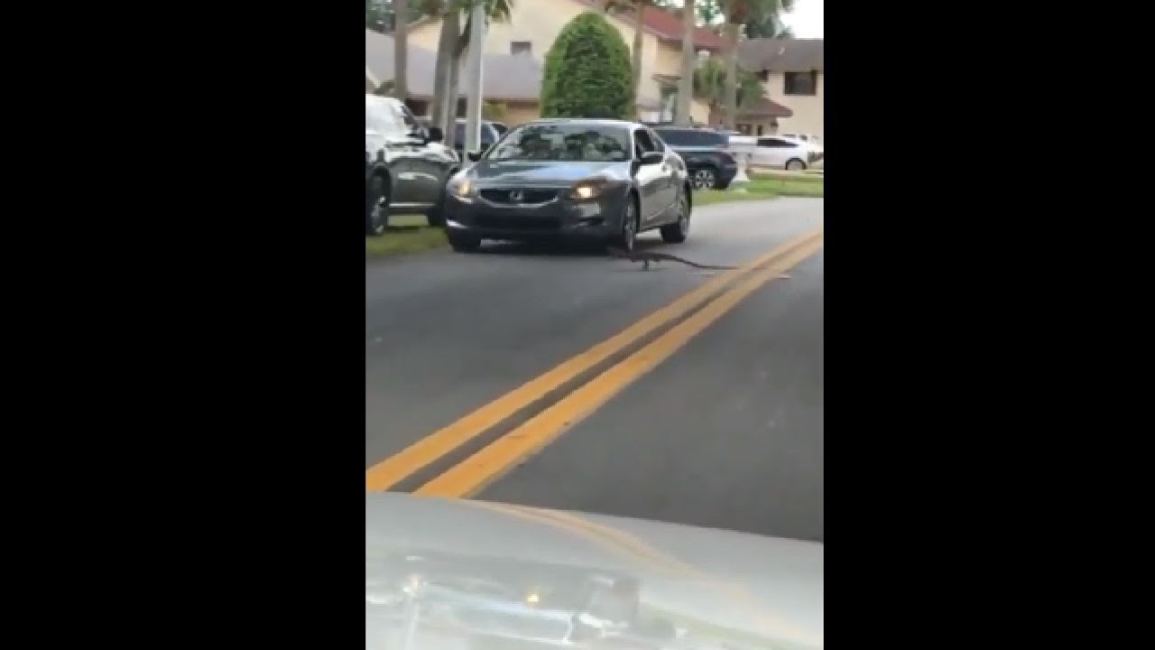 Iguana Almost Got Ran Over By A Car While Crossing The Street - YouTube