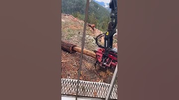 #mood #log #logging #logger #loger #forestry #operator