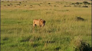 Bron Kaskaz Male Lions Found Today Limping And Hes With His Son