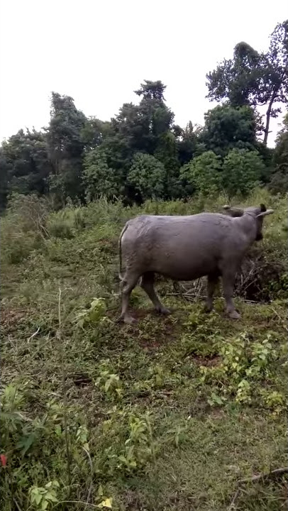 Nenek angon kebo