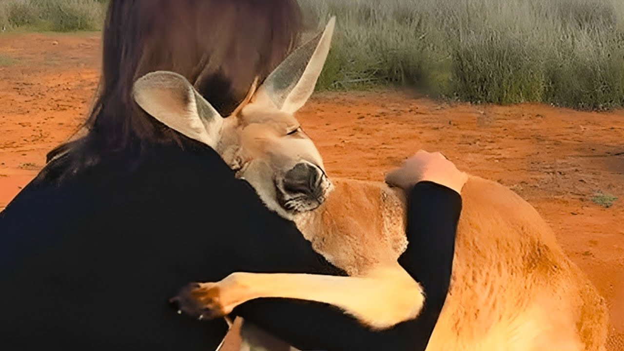 Animals Seeing Freedom For The First Time EVER !