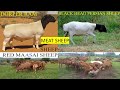 MUTTON SHEEP BREEDS 