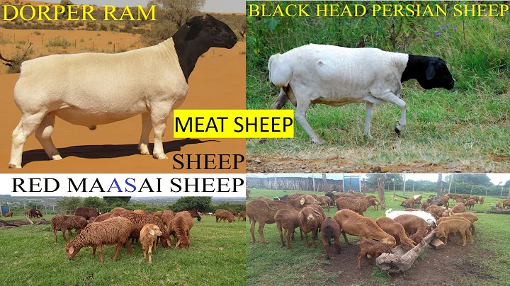 Watch the video about MUTTON SHEEP BREEDS