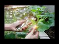 AI-Based Crop Disease Detection System Using CNN and TensorFlow | Part I