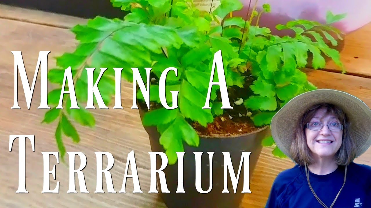 Making Terrariums A Do It Yourself Indoor Garden Planting Youtube