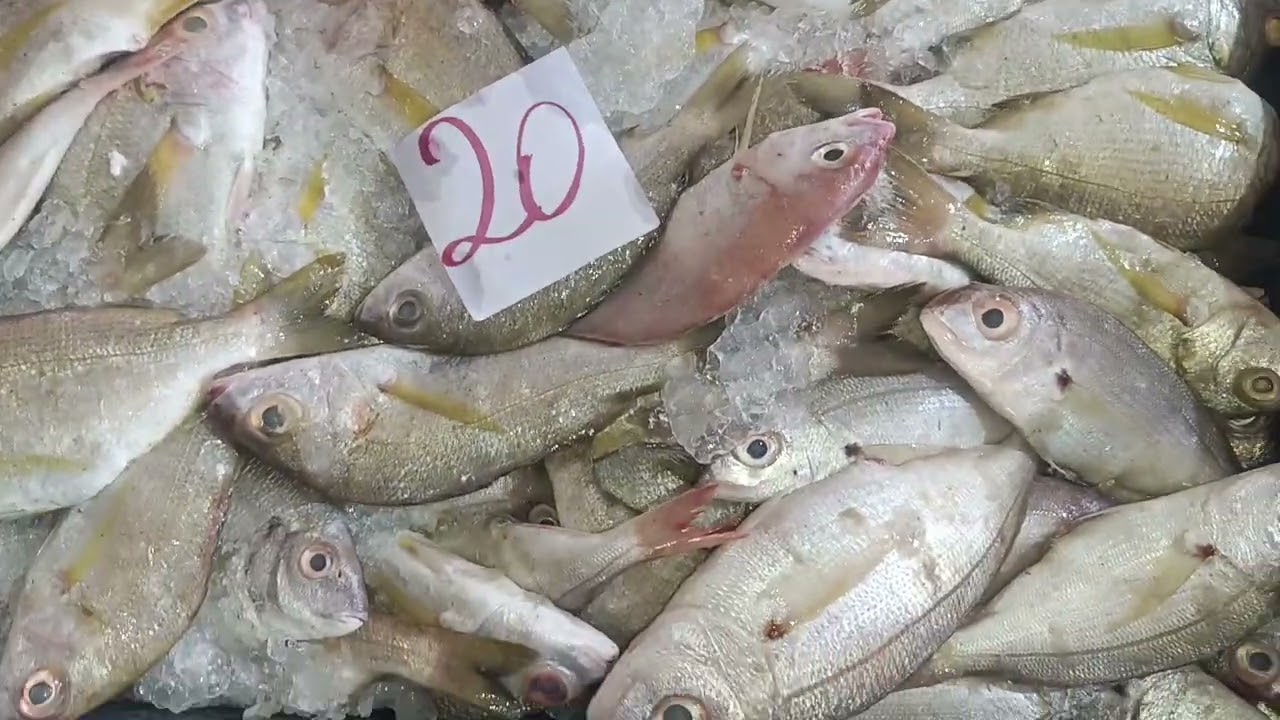 معروف بالجودة العالية عند أسماك بوشعيب بتاريخ 16/08/25 كين مايتكل اليوم في ثمان والجديد 0661789382 