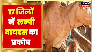 Rajasthan के 17 जिलों में फैला Lampi Virus का प्रकोप, 1 लाख से ज्यादा पशु ग्रसित | Latest Hindi News