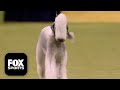 The Terrier Group 🐕 2026 Westminster Dog Show Mp3 Song
