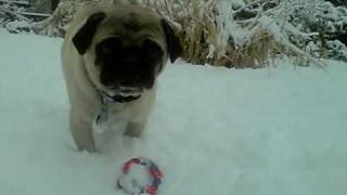 pug eating snow.AVI