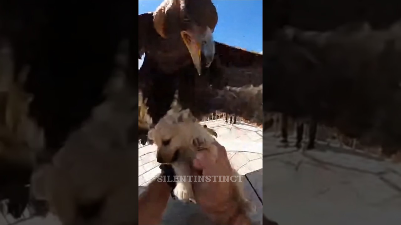 🐶Saving A Puppy From The Tower Of Pisa 🇮🇹🦅 