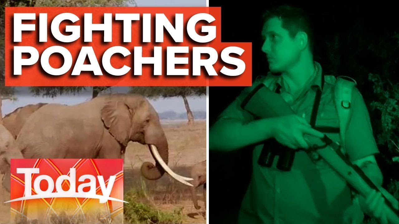 Ex-commando fighting wildlife poachers in Africa | Today Show Australia