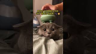 Can we make the most commented cat video in history? 🐾🐱 #shorts #worldrecord #cat #cats #pets