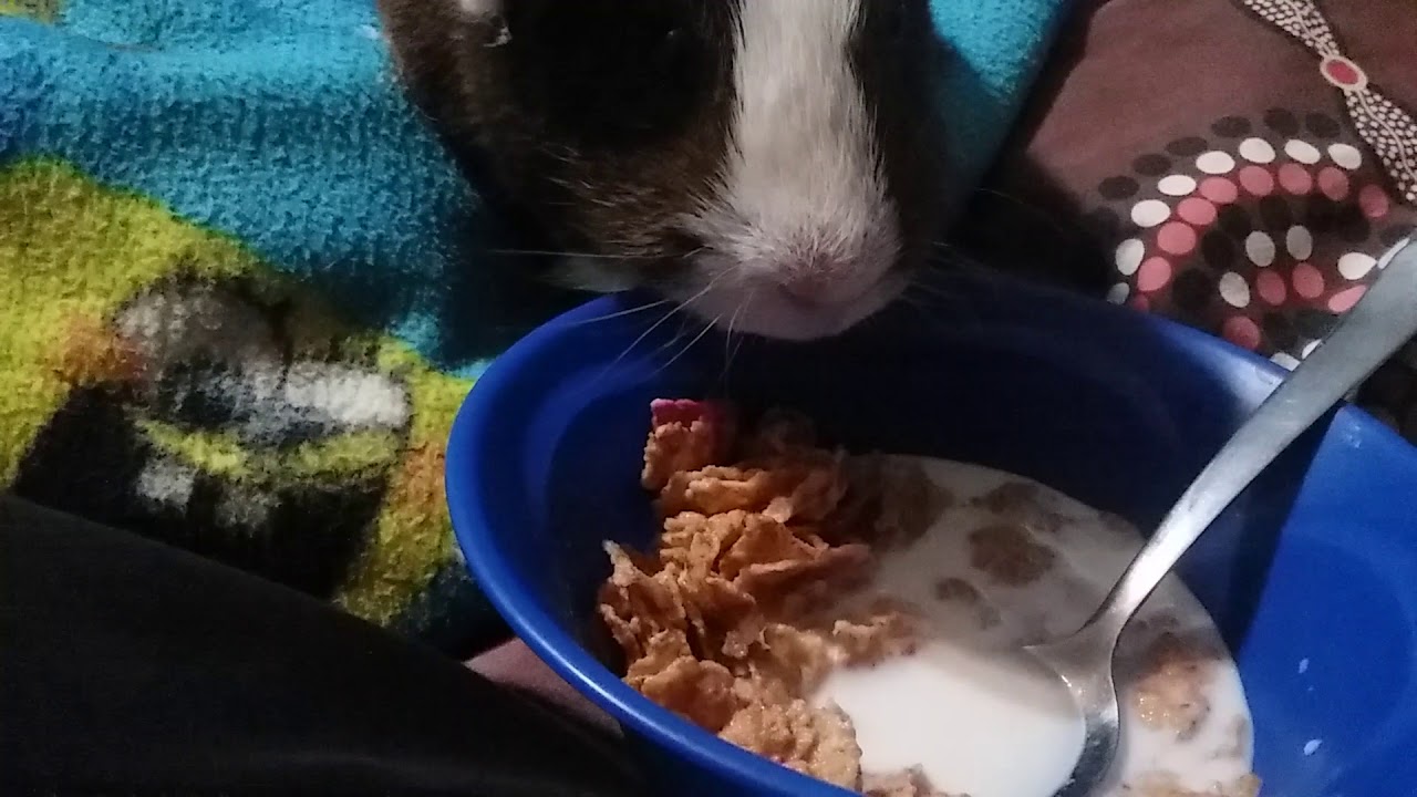 Photo inspiration: Gallery Detail: Guinea Pig Eating Cereal