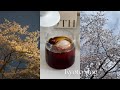 Kyoto vlog | 京都で働くOL | 大好きな桜の季節 | common | 府庁の桜 | cozy cafe Kyoto | かつくら
