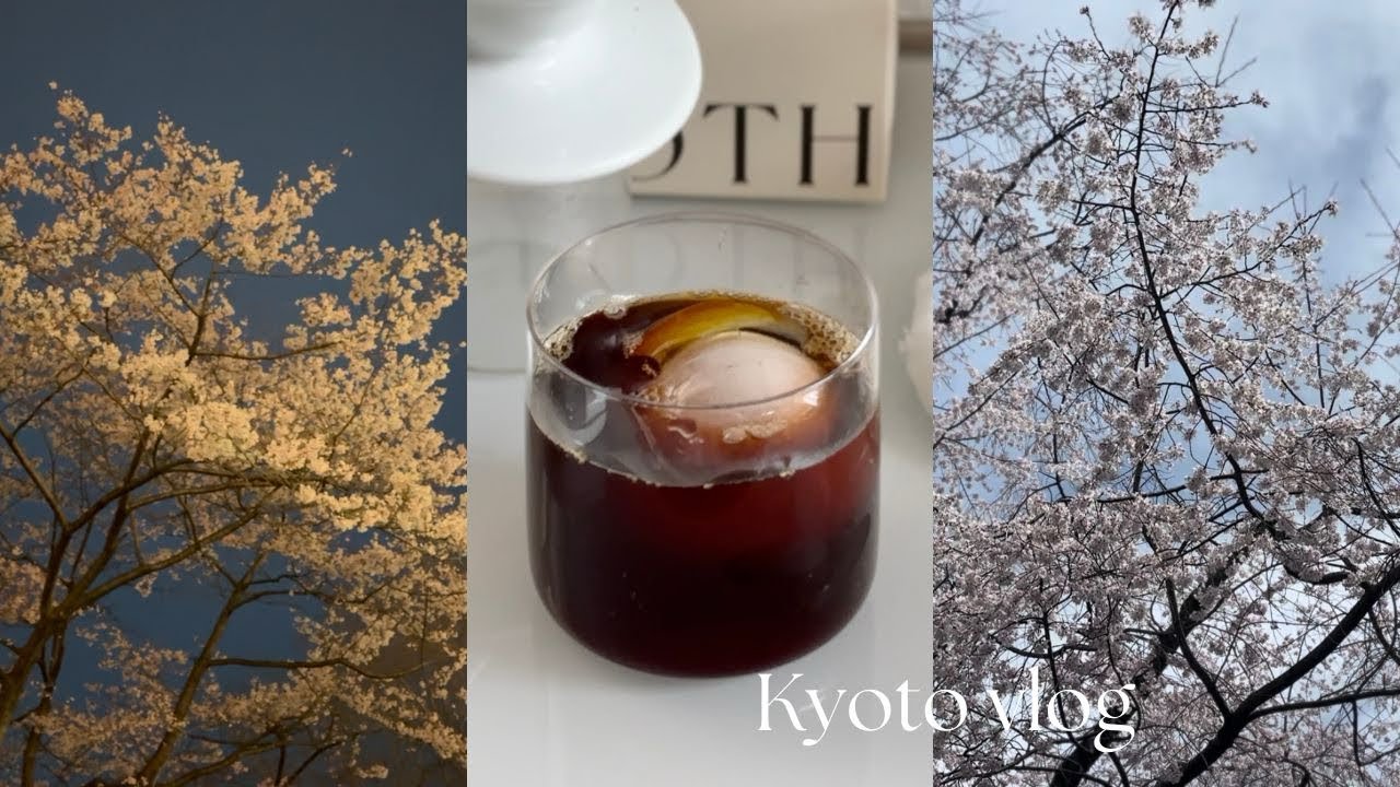 Kyoto vlog | 京都で働くOL | 大好きな桜の季節 | common | 府庁の桜 |  cozy cafe Kyoto | かつくら