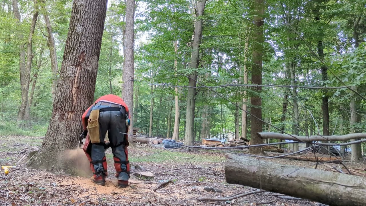 Felling red oak - YouTube