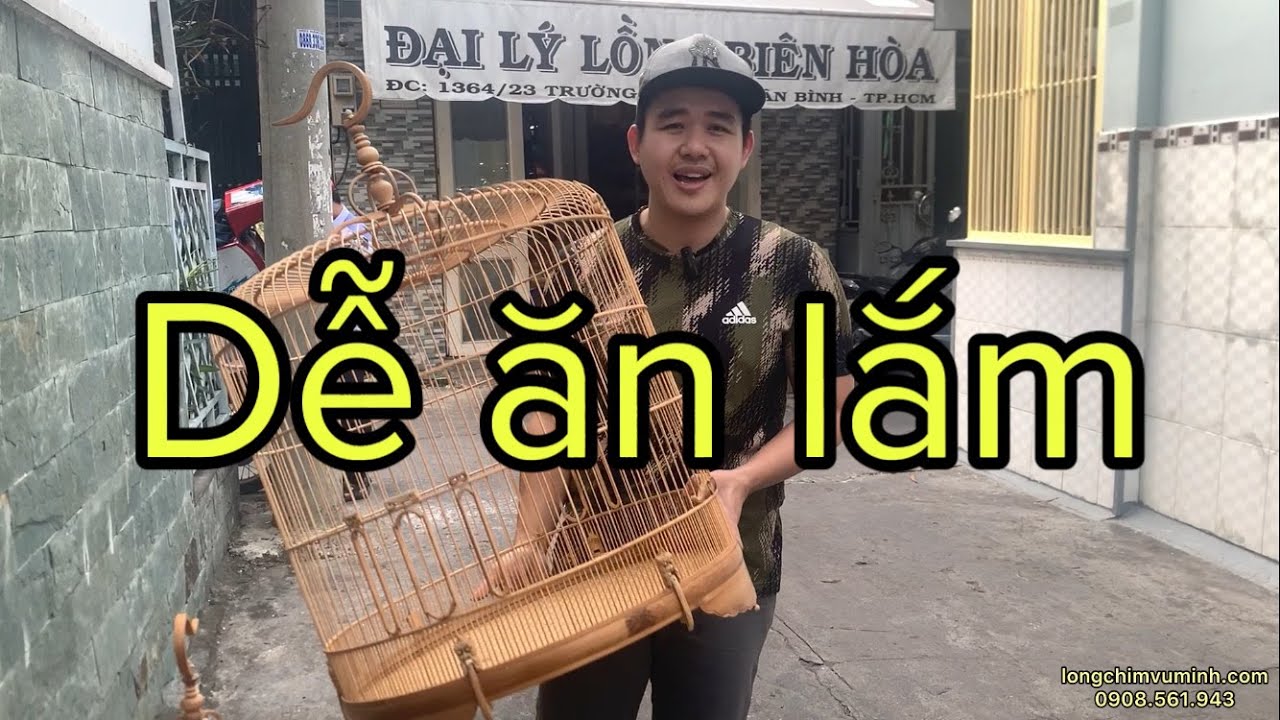 Chích chòe lửa - kinh nghiệm chăm sóc, những bí mật - lồng chim Vũ Minh